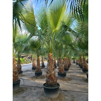 Washingtonia Filifera Tr 120/140
